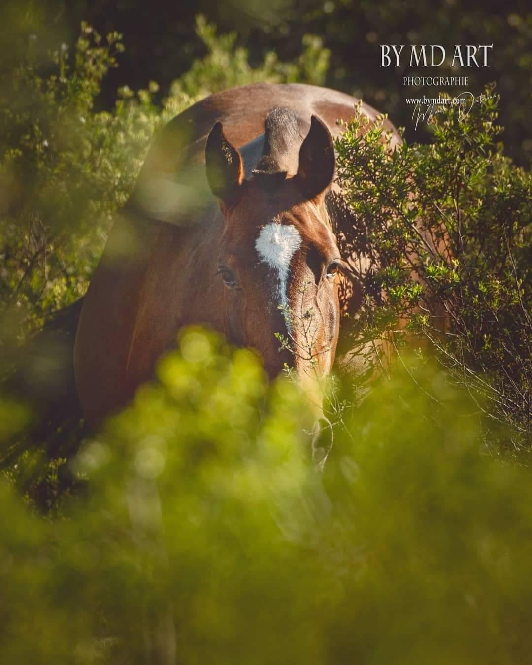 Jument du haras à Vendargues