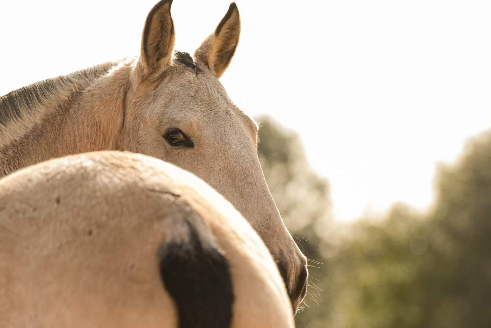 Les juments du haras de Castries à Vendargues
