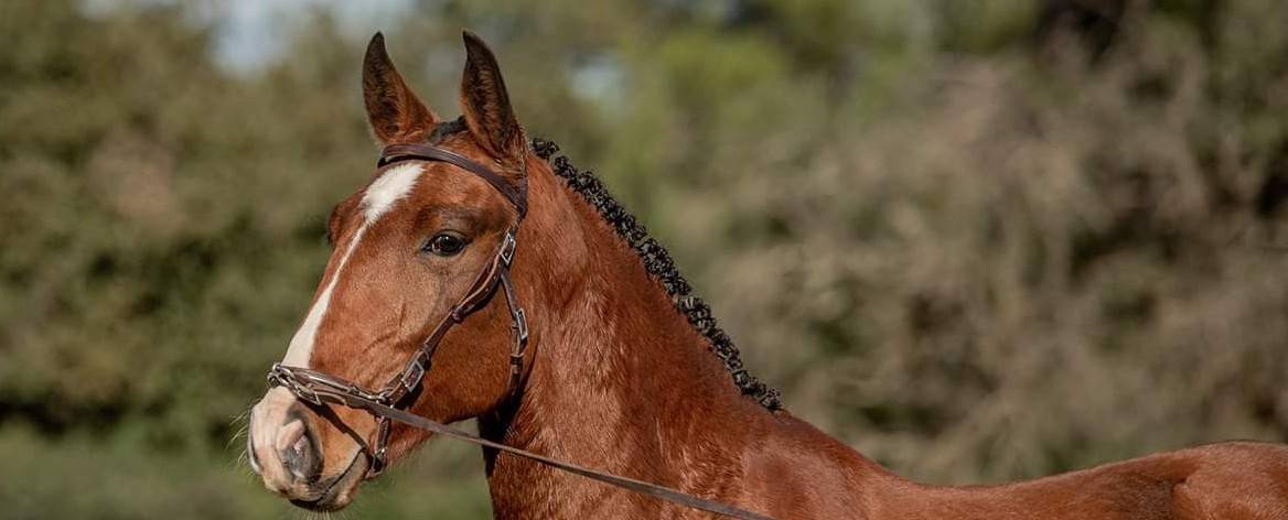 Elevage poulain à Montpellier