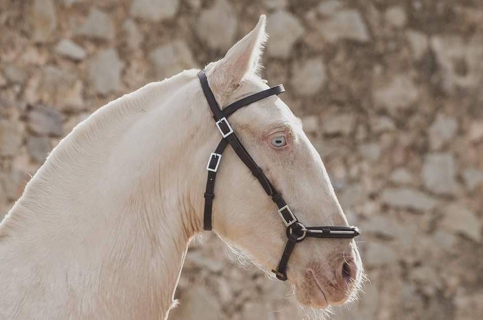 Elevage poulain pur sang lusitanien à Castries proche de Montpellier