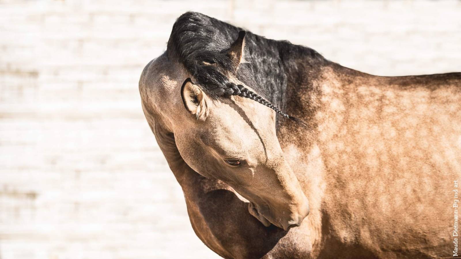 Etalon pur sang lituanien à Castrie