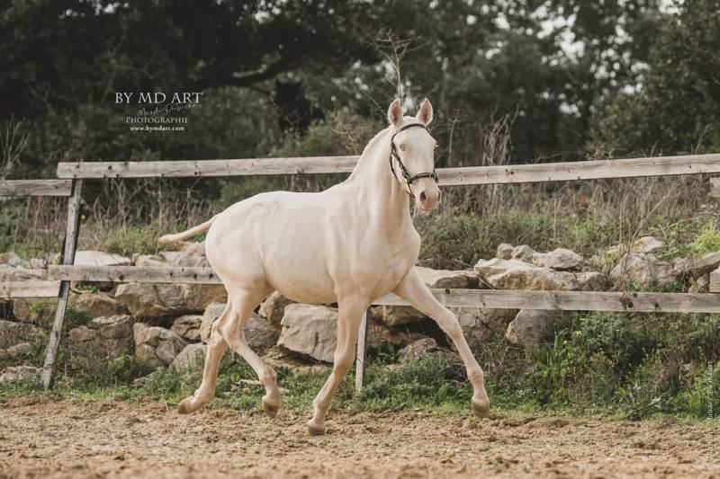 Haras de Castries : Poulain Quador de la jasse à Montpellier