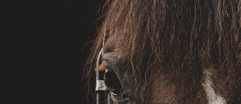 Photographe équestre à Lunel proche de Montpellier