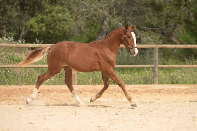 Haras de Castries : Poulain Paraiso de la jasse résident à Montpellier